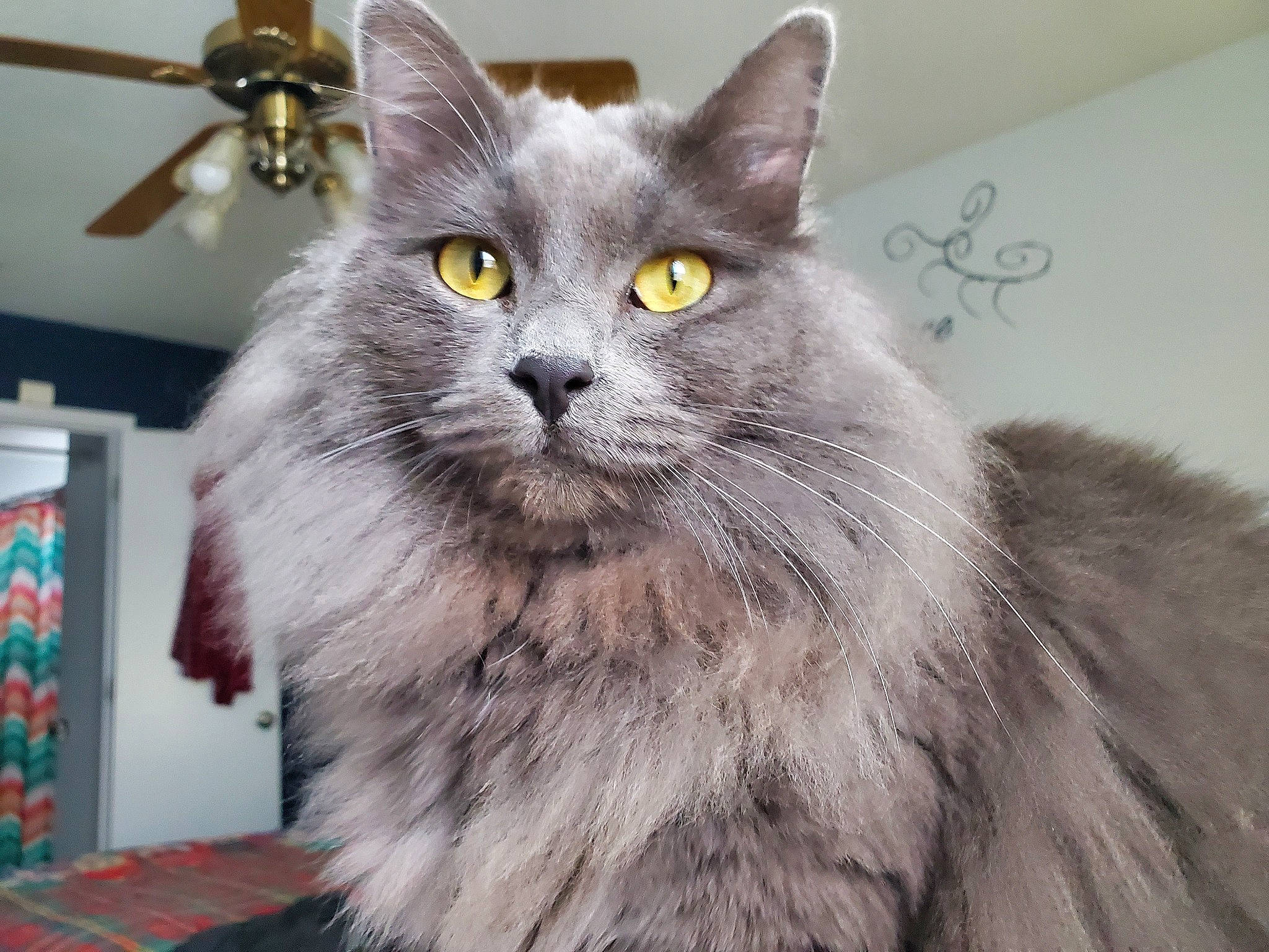 Alma joined the competition — help win amazing prizes! british_longhair, carnivore, cat, domestic_short_haired_cat, felidae, fur, grey, iris, small_to_medium_sized_cats, snout, terrestrial_animal, whiskers