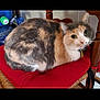 cat, calico, indoor, chair, red_cushion, pet, fur, animal, domestic, wide_eyes, wooden_chair, cozy, resting, cute, looking, collar, home, feline, closeup, relaxed