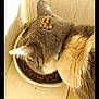 cat, pet, food, kibble, bowl, eating, fur, indoor, floor, tile, collar, animal, cute, meal, feeding, domestic, grey, white, tabby, head