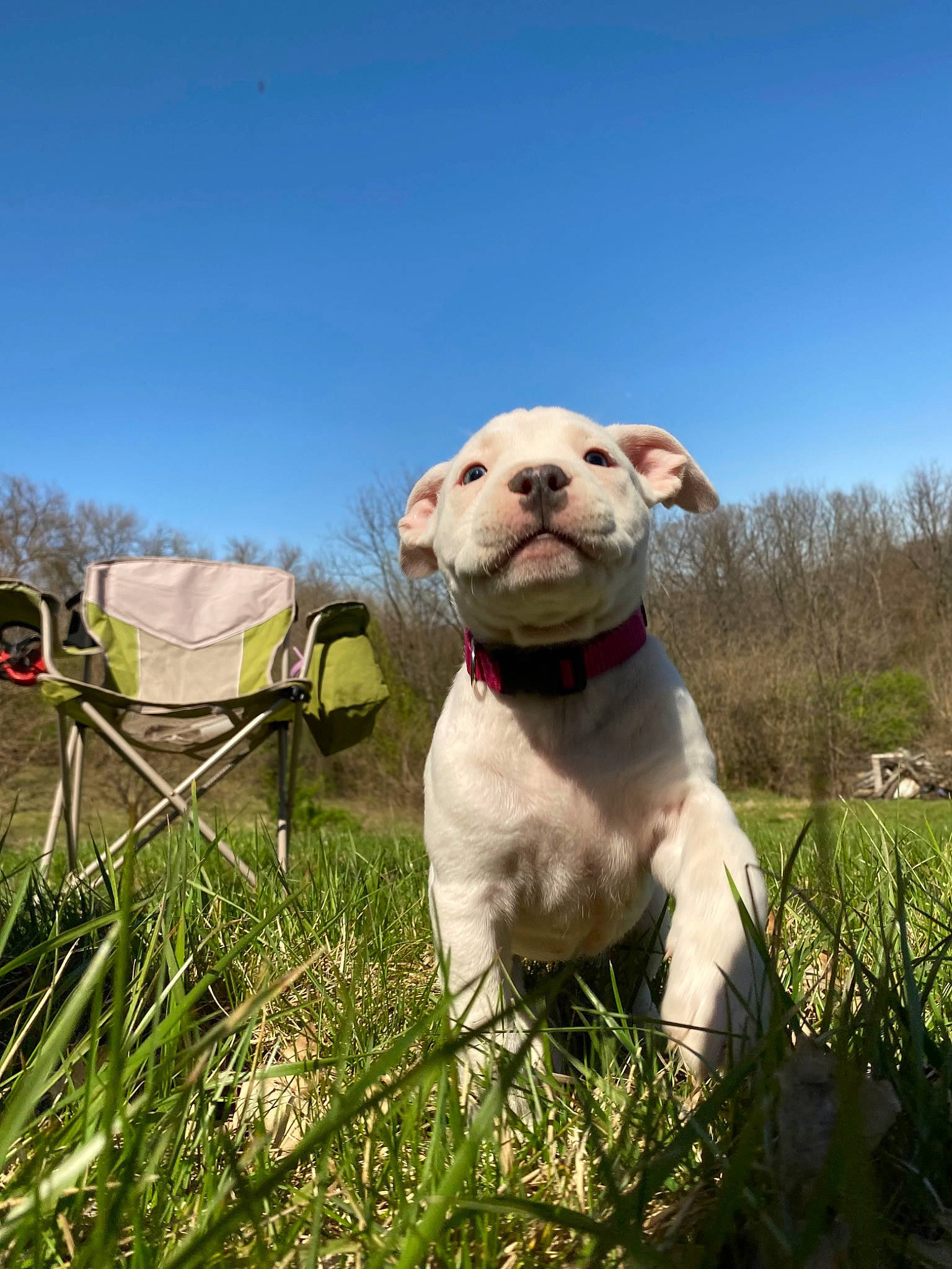 Luna is registered to the contest to win money with this photo: carnivore, collar, companion_dog, dog, dog_breed, fawn, grass, grassland, happy, pasture, plant, prairie, sheep, sky, snout, sporting_group, terrestrial_animal, terrier, tree, working_animal