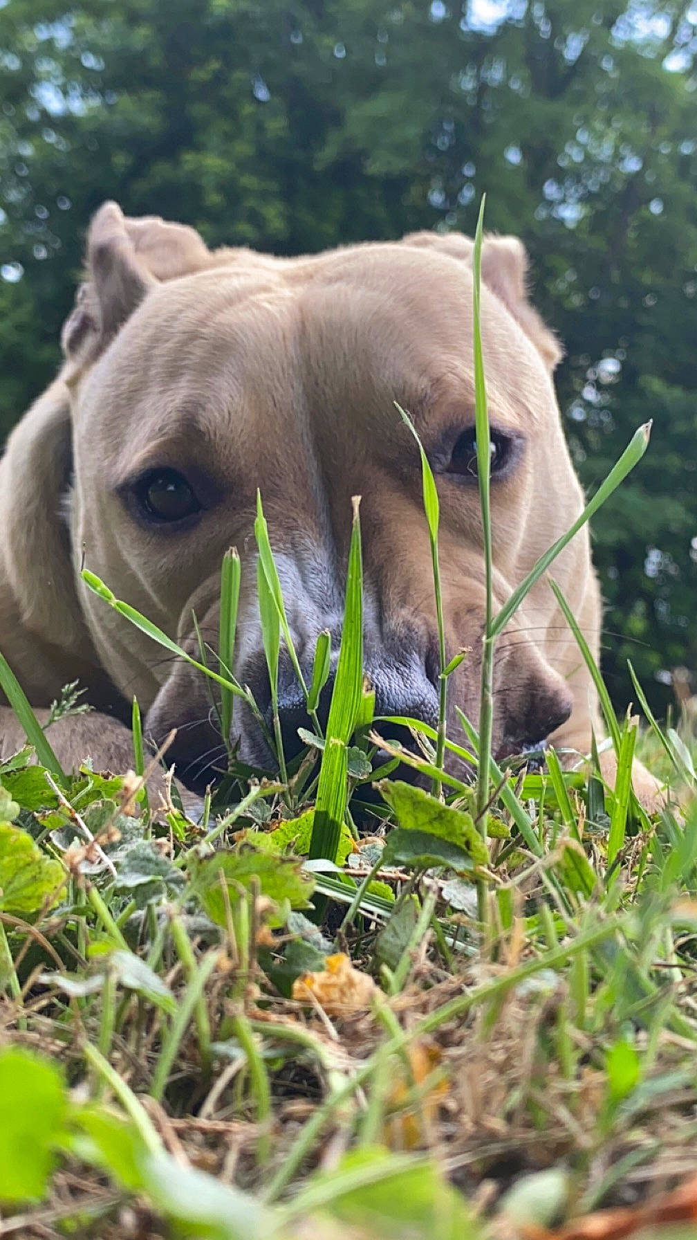 Georgia joined the competition — help win amazing prizes! carnivore, close_up, dog, dog_breed, elephant, fawn, grass, grass_family, grassland, grazing, indian_elephant, pasture, plant, snout, sporting_group, terrestrial_animal, whiskers, wildlife, working_animal, wrinkle