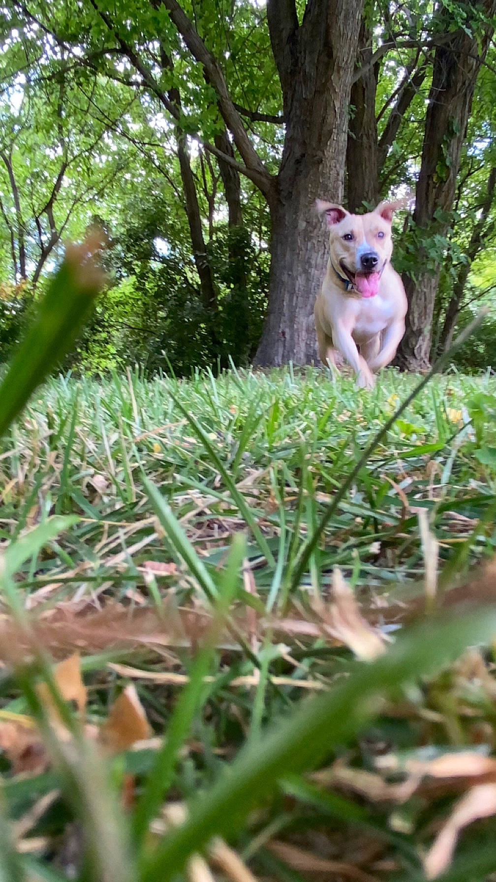 Georgia is registered to the contest to win money with this photo: canidae, carnivore, collar, companion_dog, dog, dog_breed, dog_collar, fawn, forest, grass, perennial_plant, plant, sporting_group, tail, terrestrial_plant, toy_dog, tree, trunk, wood, working_animal