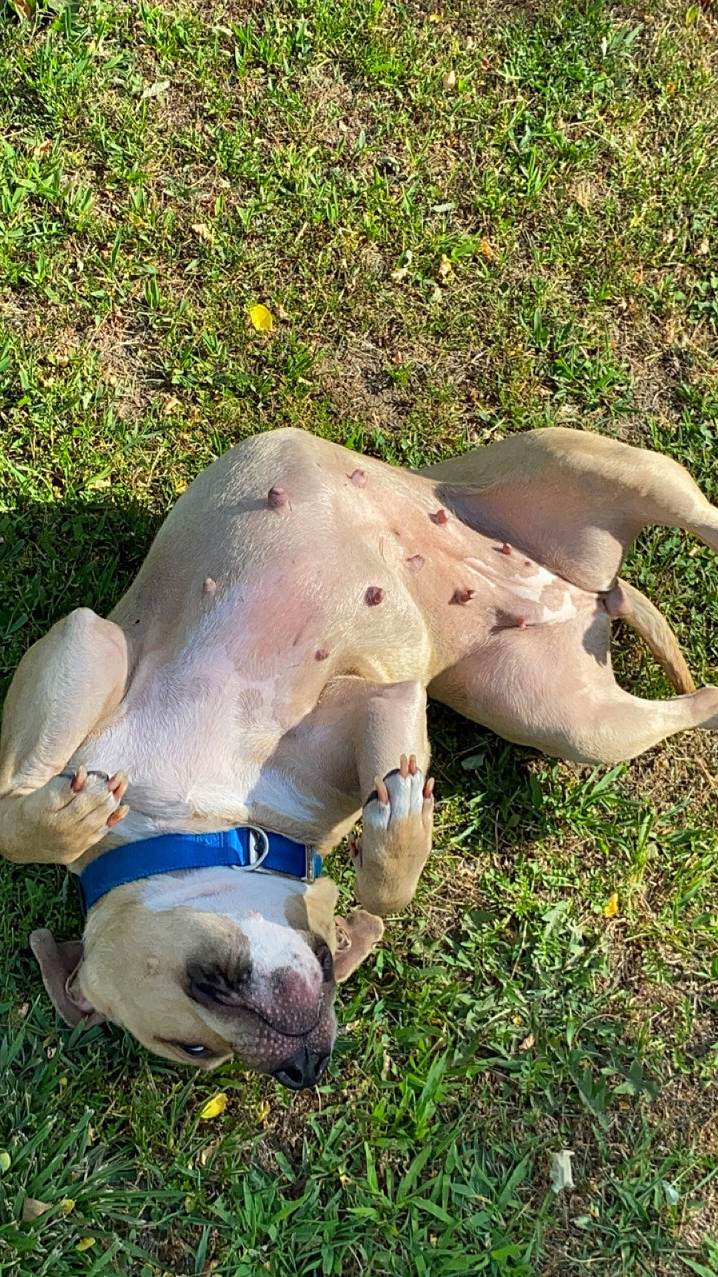 Georgia is registered to the contest to win money with this photo: bovine, canidae, dog_breed, fawn, grass, grassland, head, human_body, human_leg, jaw, livestock, pasture, plant, snout, sporting_group, sunglasses, terrestrial_animal, toy, wildlife, working_animal