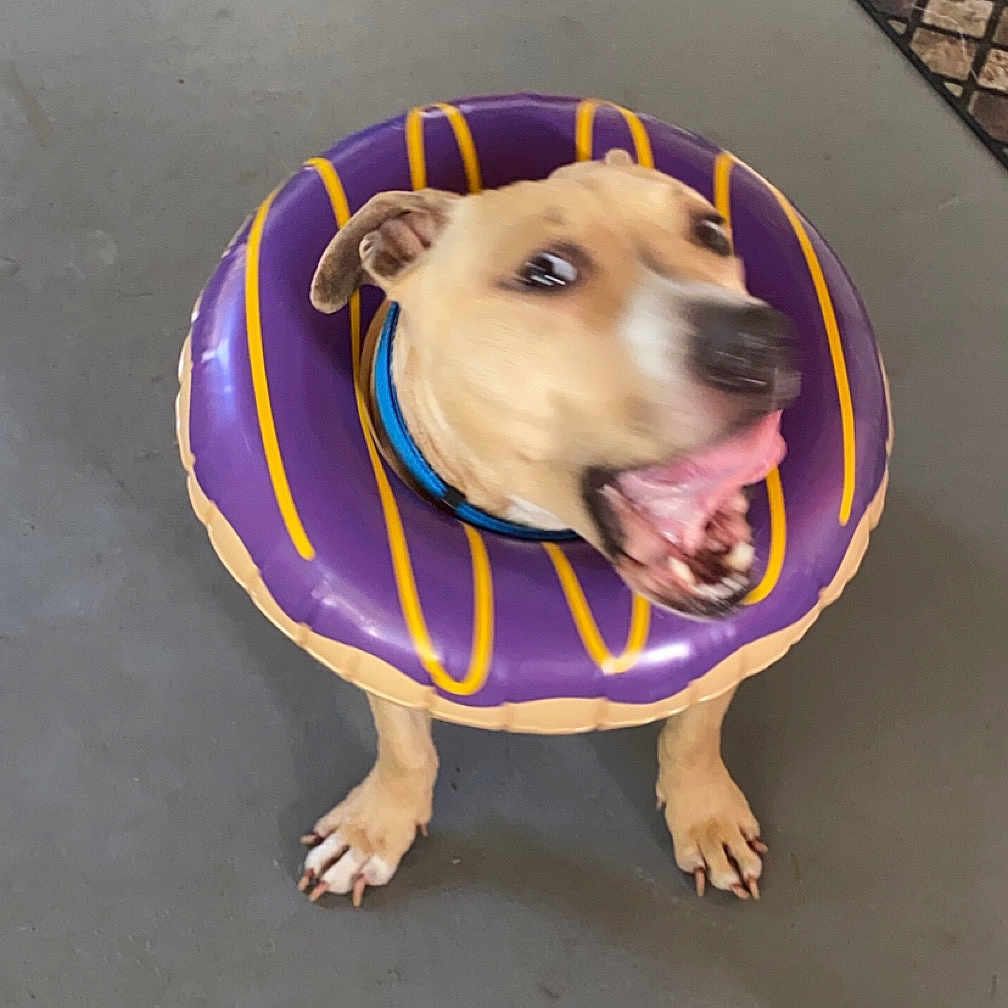 Georgia joined the competition — help win amazing prizes! art, canidae, carnivore, companion_dog, costume, dog, dog_breed, dog_clothes, dog_supply, electric_blue, fawn, flooring, personal_protective_equipment, pet_supply, snout, sporting_group, suidae, terrestrial_animal, wood, working_animal