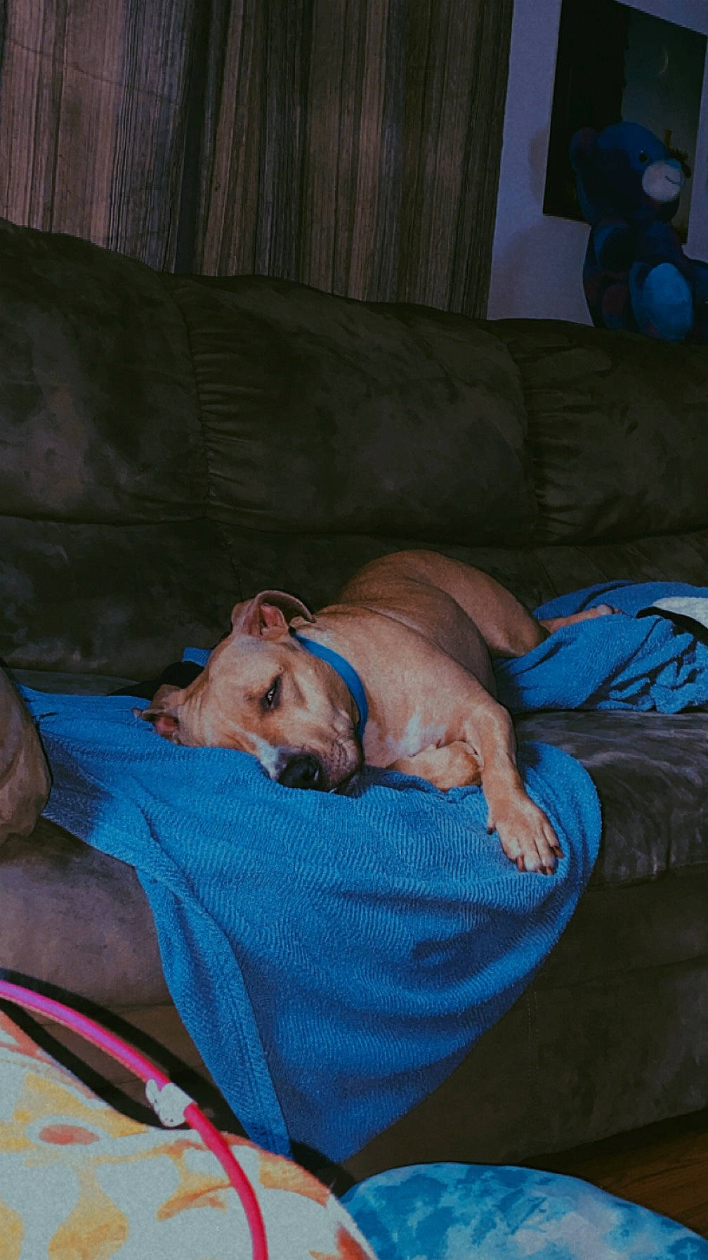 Georgia is registered to the contest to win money with this photo: barechested, bed_sheet, bedding, bedtime, canidae, carnivore, comfort, companion_dog, couch, dog, dog_breed, fawn, fun, linens, nap, non_sporting_group, room, sleep, sporting_group, wrinkle