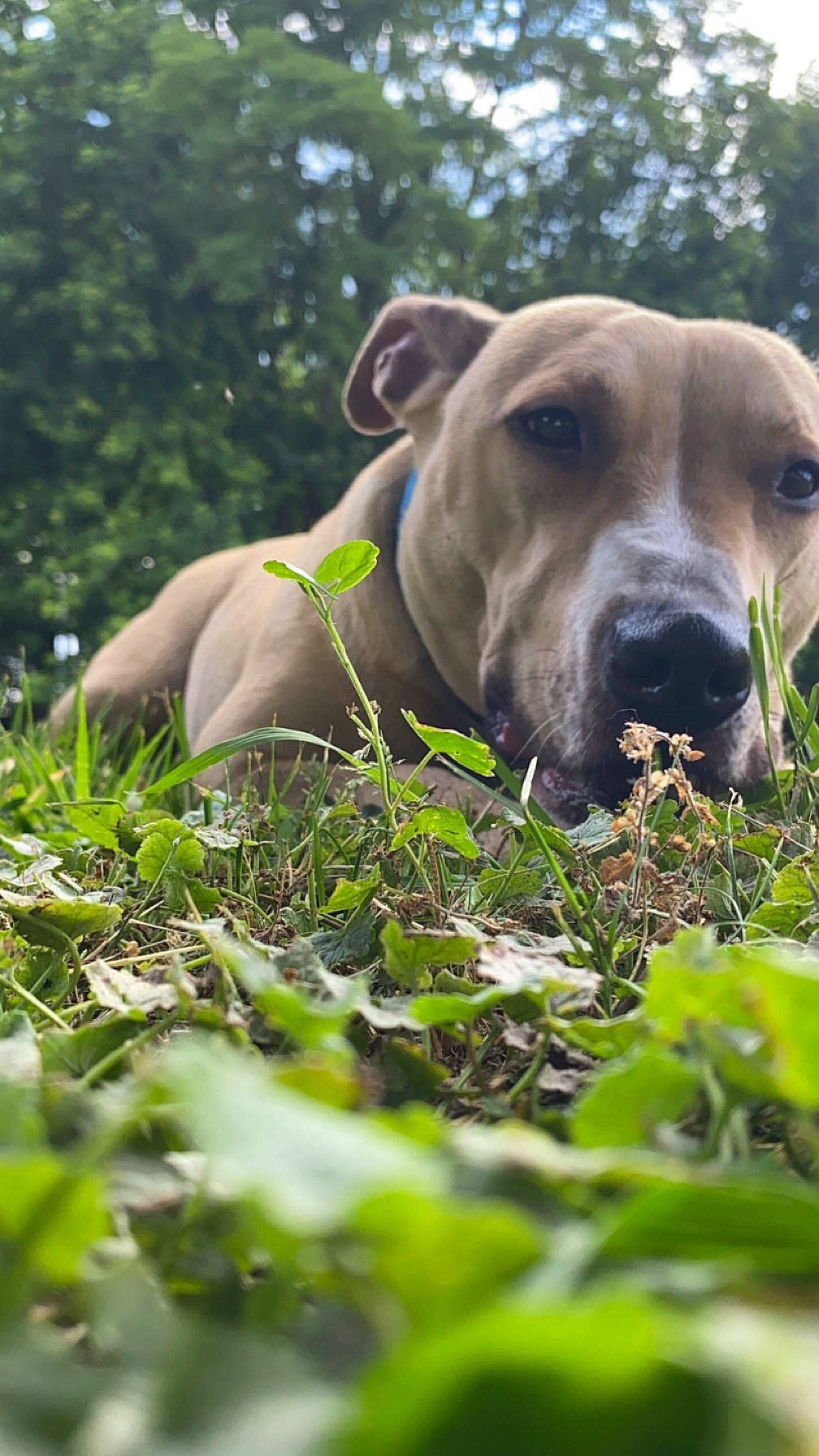 Georgia is registered to the contest to win money with this photo: canidae, carnivore, companion_dog, dog, dog_breed, fawn, grass, grassland, guard_dog, pasture, plant, snout, sporting_group, terrestrial_animal, tree, whiskers, wildlife, working_animal, working_dog, wrinkle