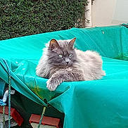 Guess participe au concours pour gagner de l'argent avec cette photo : cat, fluffy_cat, gray_cat, outdoor, turquoise_tarp, hedge, greenery, rope, metal_frame, relaxed, feline, pet, animal, resting, nature, calm, fur, whiskers, ears, paws