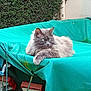 cat, fluffy_cat, gray_cat, outdoor, turquoise_tarp, hedge, greenery, rope, metal_frame, relaxed, feline, pet, animal, resting, nature, calm, fur, whiskers, ears, paws