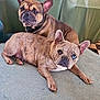 animal, blue_eye, companion, cozy, curtains, cute, dog, domestic_animal, fawn_coat, french_bulldog, friendship, heterochromia, indoor, lying_down, mammal, pet, portrait, resting, soft_surface, two_dogs