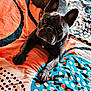dog, french_bulldog, pet, bed, blanket, colorful, pattern, spots, orange, blue, black, white, indoor, cute, animal, laying_down, ears, paw, looking_up, fur