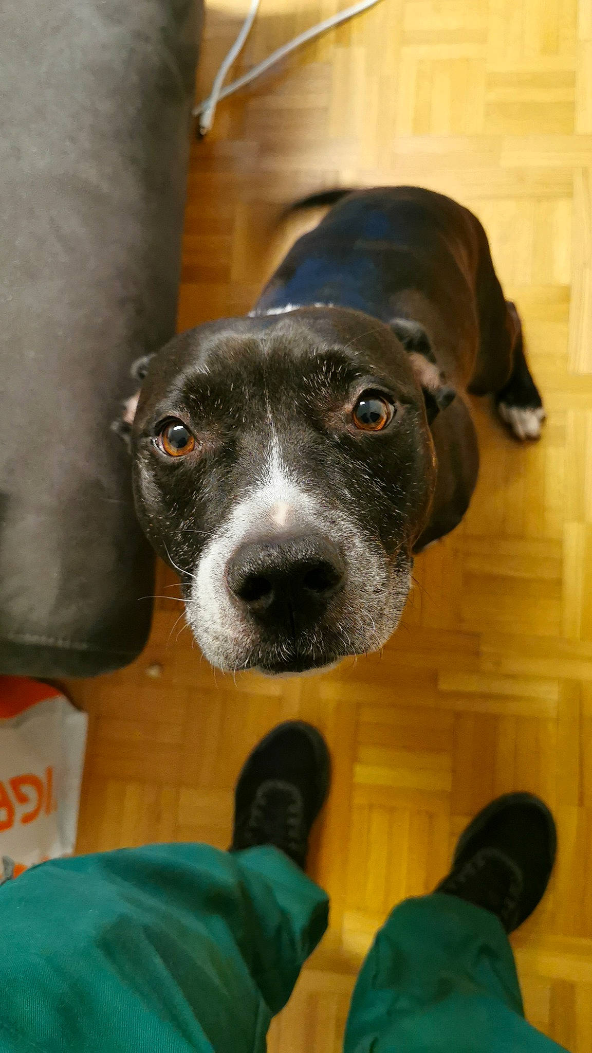 Alvin a rejoint le concours — aidez-le/la à gagner de superbes lots ! borador, canidae, carnivore, collar, companion_dog, dog, dog_breed, dog_collar, fawn, flooring, fur, guard_dog, molosser, pet_supply, pointing_breed, snout, sporting_group, whiskers, working_animal, working_dog