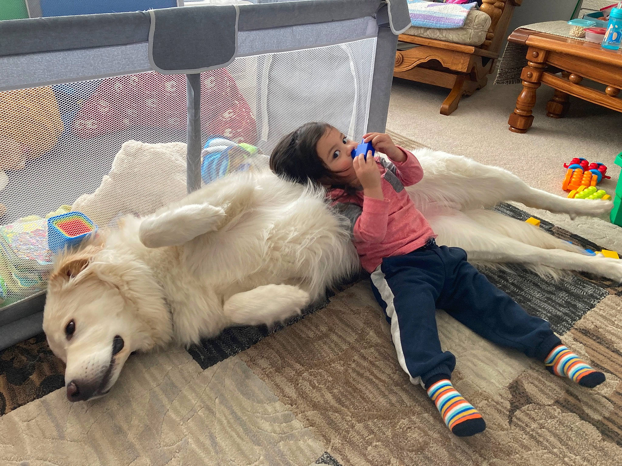 Felix is registered to the contest to win money with this photo: companion_dog, dog_breed, eyewear, flooring, fun, fur, hardwood, human_leg, leisure, person, play, polar_bear, recreation, sitting, sporting_group, sunglasses, wood