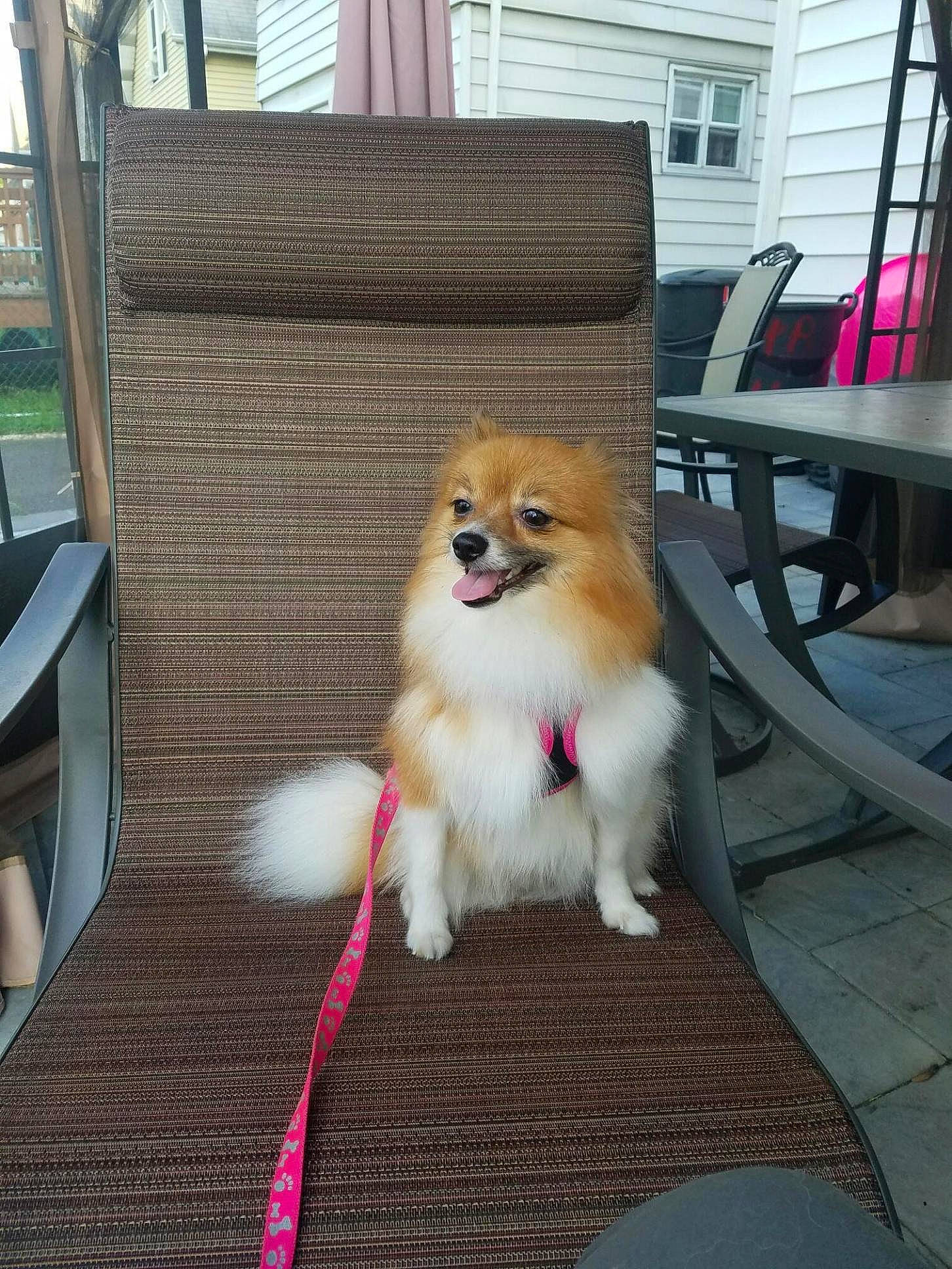 Abejita joined the competition — help win amazing prizes! canidae, carnivore, collie, companion_dog, dog, dog_breed, fawn, german_spitz, german_spitz_klein, german_spitz_mittel, mammal, non_sporting_group, pomeranian, puppy, spitz, sporting_group, toy_dog, vertebrate, volpino_italiano