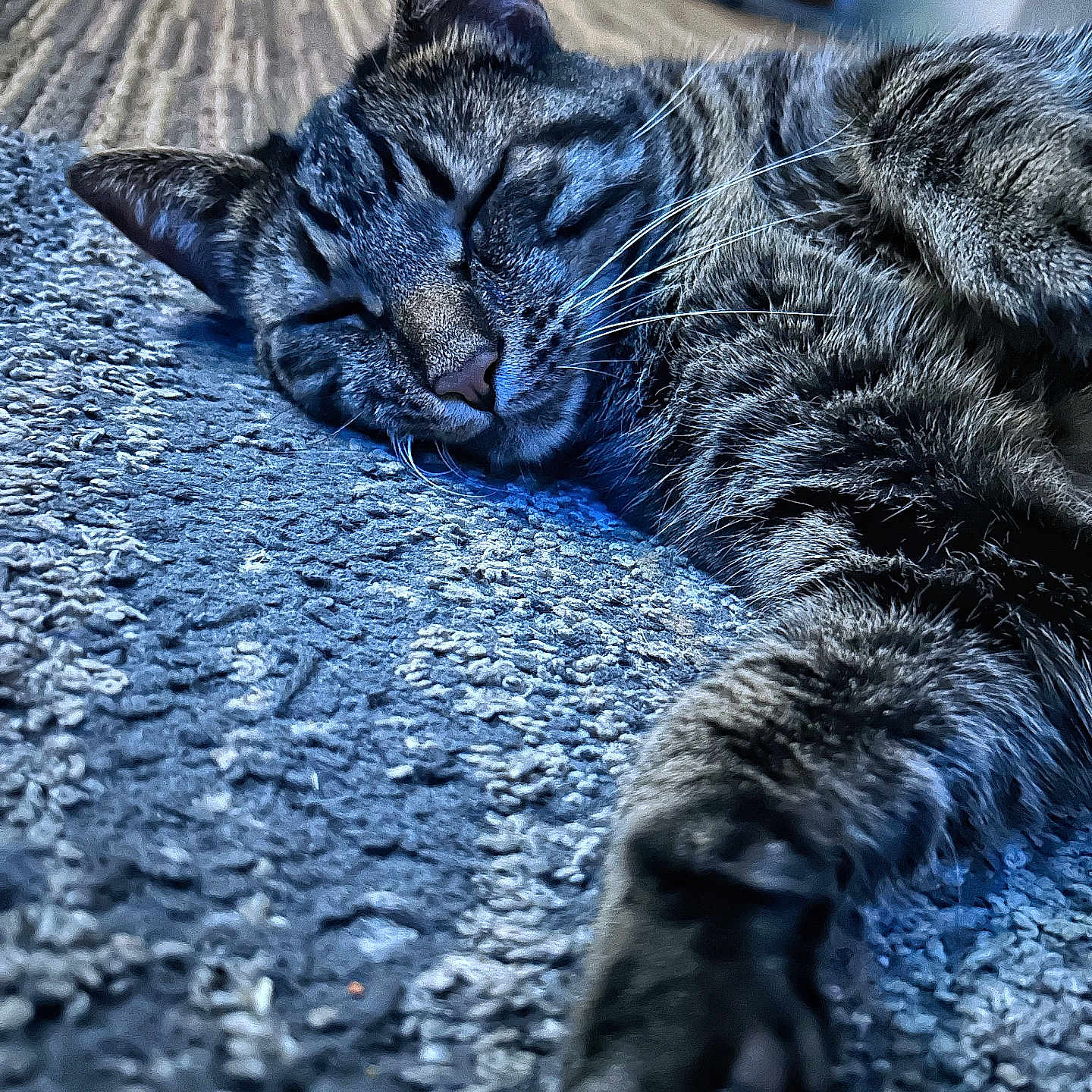 Kev is registered to the contest to win money with this photo: animal, carpet, cat, closeup, cozy, cute, domestic, feline, fur, indoor, mammal, paw, peaceful, pet, relaxed, resting, sleeping, tabby, texture, whiskers