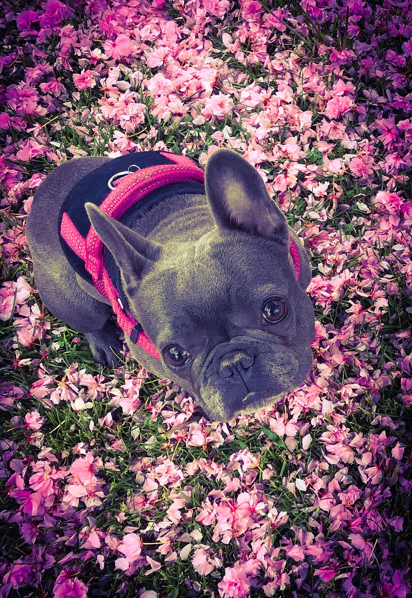 Kala a rejoint le concours — aidez-le/la à gagner de superbes lots ! ear, fawn, flower, grass, magenta, person, pink, plant, purple, snout