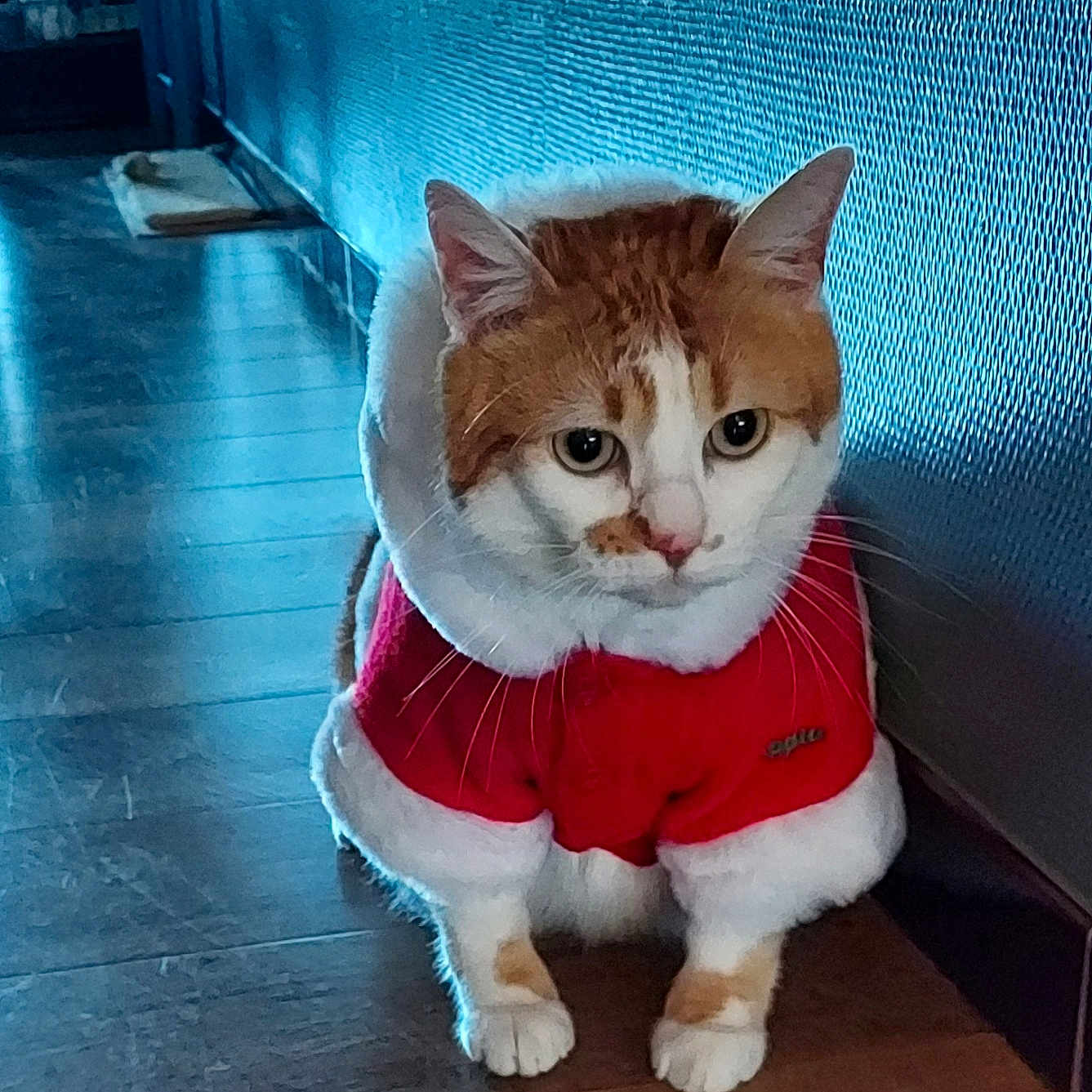 Caramel participe au concours pour gagner de l'argent avec cette photo : animal, architecture, building, cat, face, furniture, hardwood, head, indoors, interiordesign, kitten, livingroom, manx, person, pet, photography, plywood, portrait, stainedwood, wood