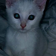 Flocon participe au concours pour gagner de l'argent avec cette photo : abyssinian, angora, animal, blanket, cat, kitten, manx, pet, siamese, white
