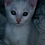 abyssinian, angora, animal, blanket, cat, kitten, manx, pet, siamese, white