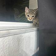 Kali joined the competition — help win amazing prizes! cat, kitten, tabby, curious, windowsill, curtain, reflection, indoor, pet, animal, feline, looking, closeup, young, whiskers, ears, glass, shadow, wall, floor