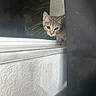 cat, kitten, tabby, curious, windowsill, curtain, reflection, indoor, pet, animal, feline, looking, closeup, young, whiskers, ears, glass, shadow, wall, floor