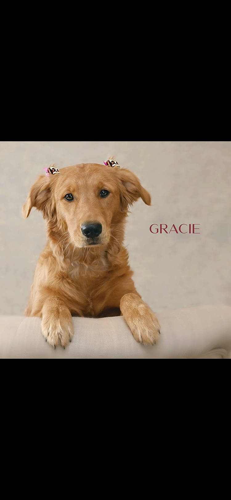 Gracie is registered to the contest to win money with this photo: canidae, carnivore, companion_dog, dog, dog_breed, dog_supply, fawn, font, fur, internet_meme, liver, pet_supply, photo_caption, puppy, rectangle, snout, sporting_group, terrestrial_animal, wood, working_animal