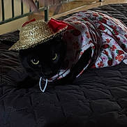 Boba joined the competition — help win amazing prizes! black_cat, cat, pet, animal, hat, straw_hat, dress, floral_pattern, indoor, bedspread, quilt, furniture, railing, domestic, cute, costume, lying_down, looking, eyes, house