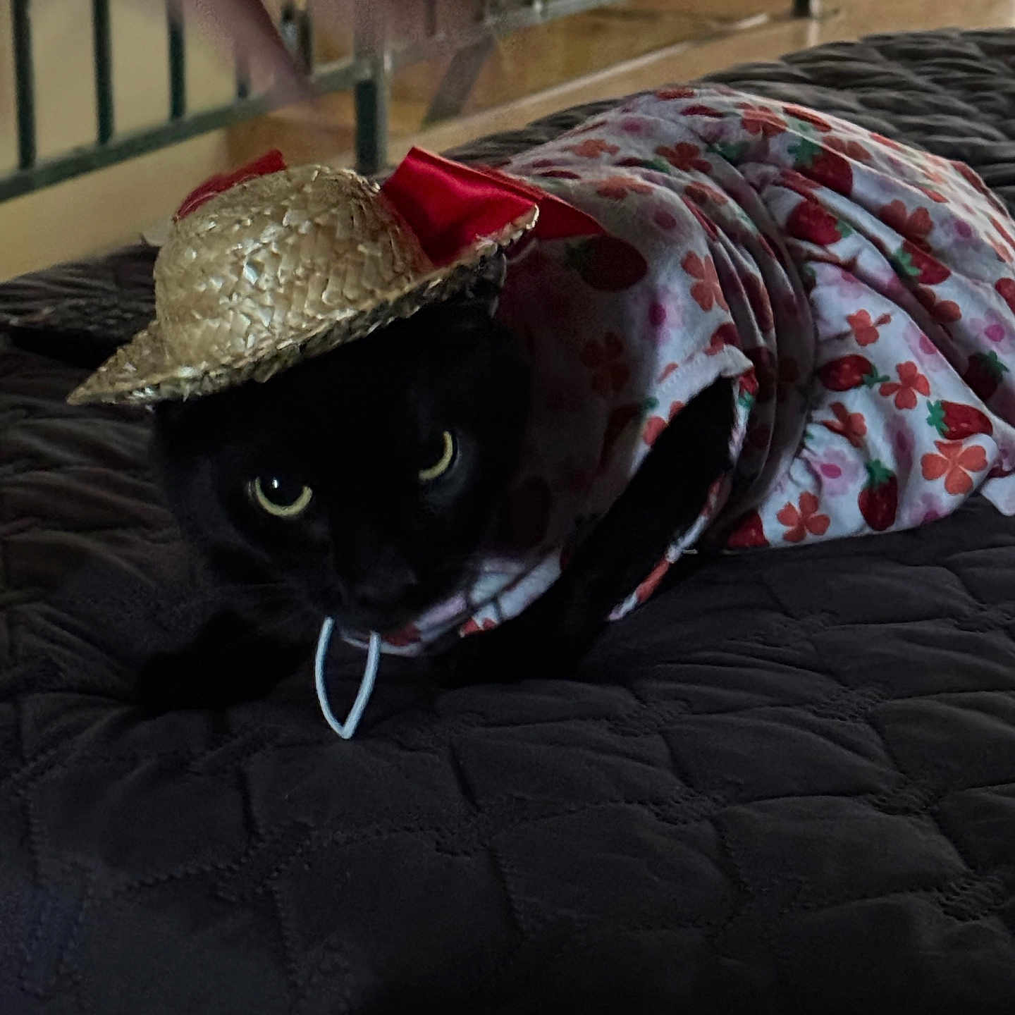 Boba joined the competition — help win amazing prizes! black_cat, cat, pet, animal, hat, straw_hat, dress, floral_pattern, indoor, bedspread, quilt, furniture, railing, domestic, cute, costume, lying_down, looking, eyes, house