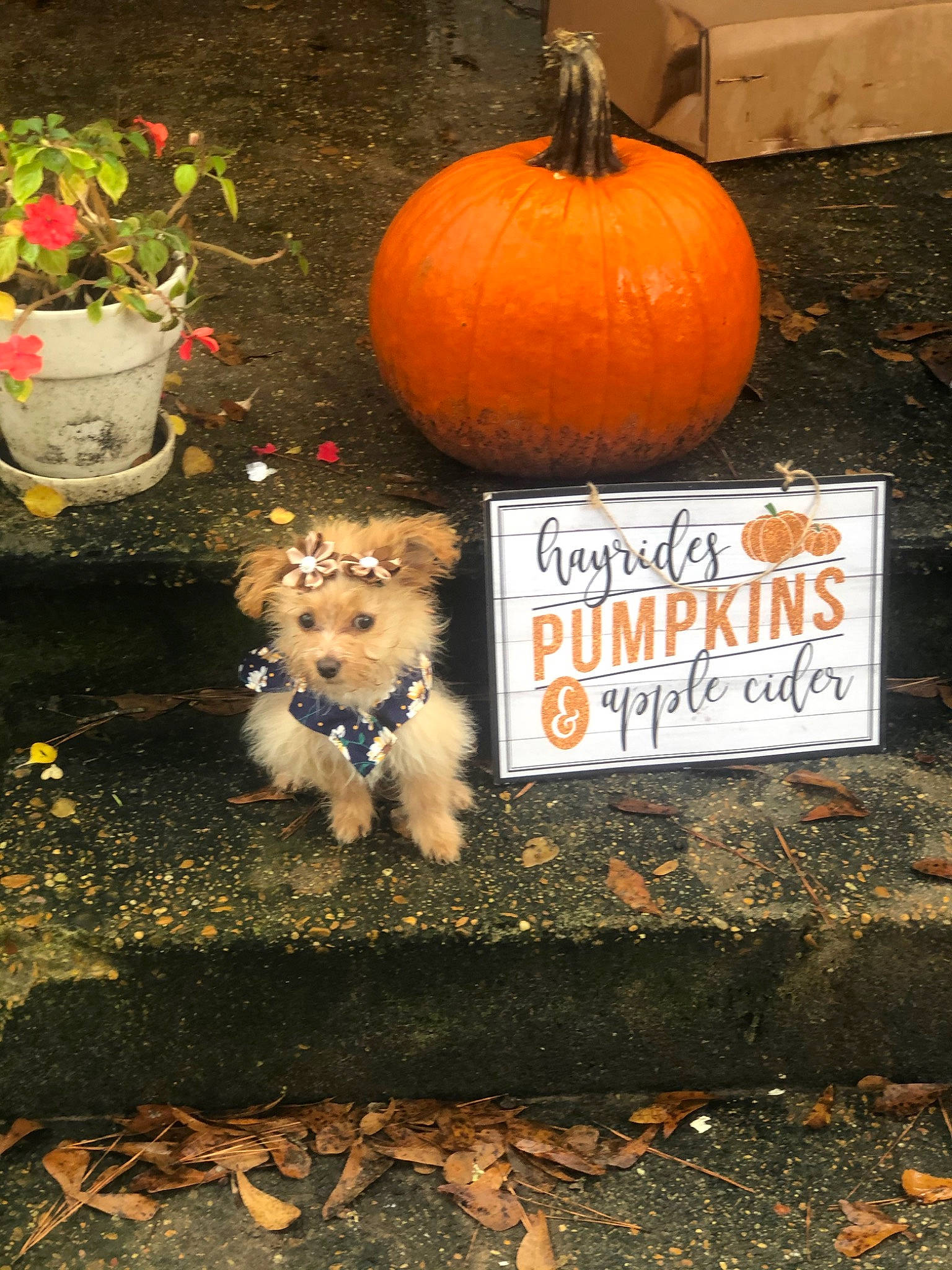 Amaya is registered to the contest to win money with this photo: calabaza, canidae, carnivore, companion_dog, cucurbita, dog, gourd, local_food, plant, pumpkin, vegetarian_food, winter_squash