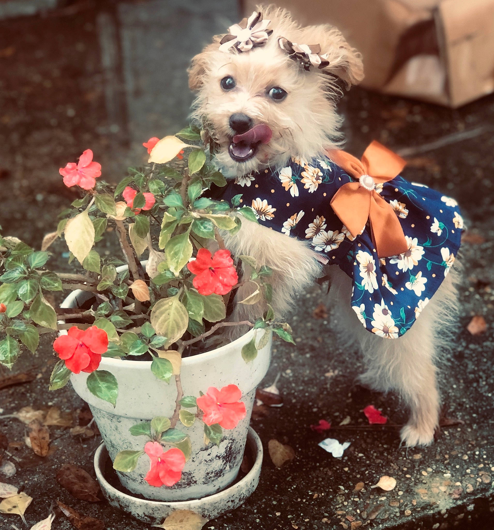 Amaya is registered to the contest to win money with this photo: cairn_terrier, canidae, carnivore, companion_dog, dog, dog_breed, dog_clothes, flower, maltese, morkie, non_sporting_group, plant, puppy, puppy_love, schnoodle, terrier, toy_dog, west_highland_white_terrier
