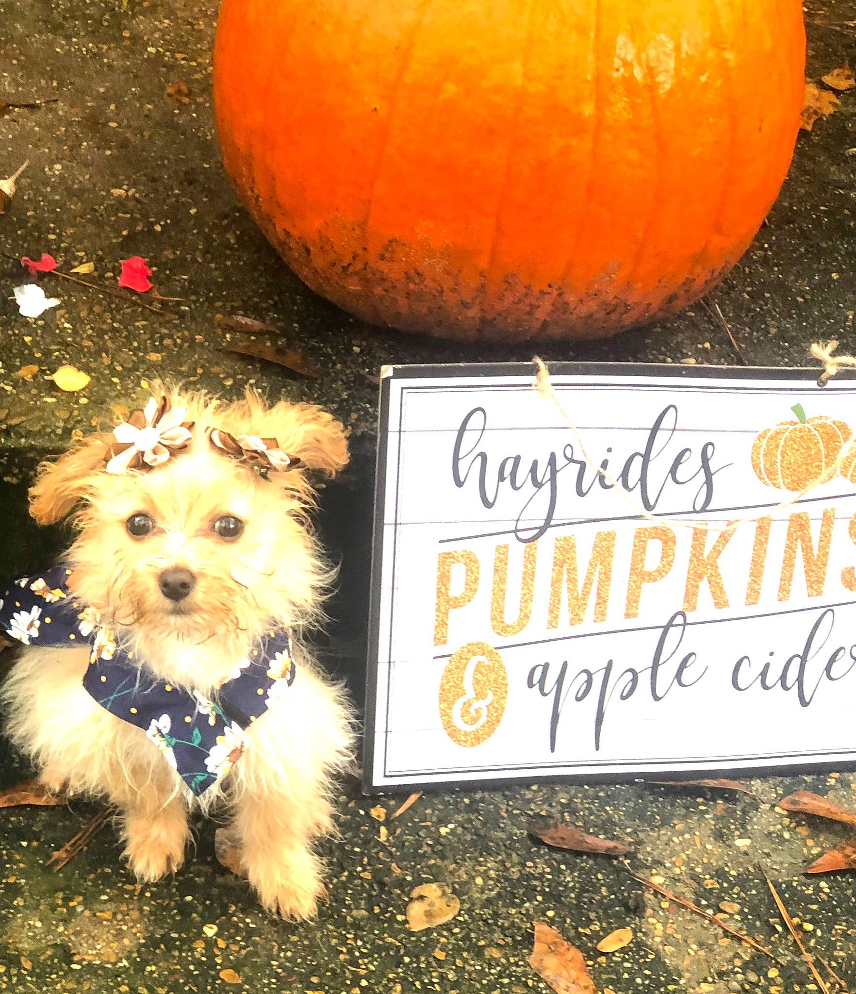 Amaya joined the competition — help win amazing prizes! cairn_terrier, canidae, carnivore, cockapoo, companion_dog, dog, dog_breed, morkie, norfolk_terrier, norwich_terrier, pumpkin, puppy, rare_breed_dog, schnoodle, small_terrier, sporting_lucas_terrier, terrier, toy_dog, yorkshire_terrier