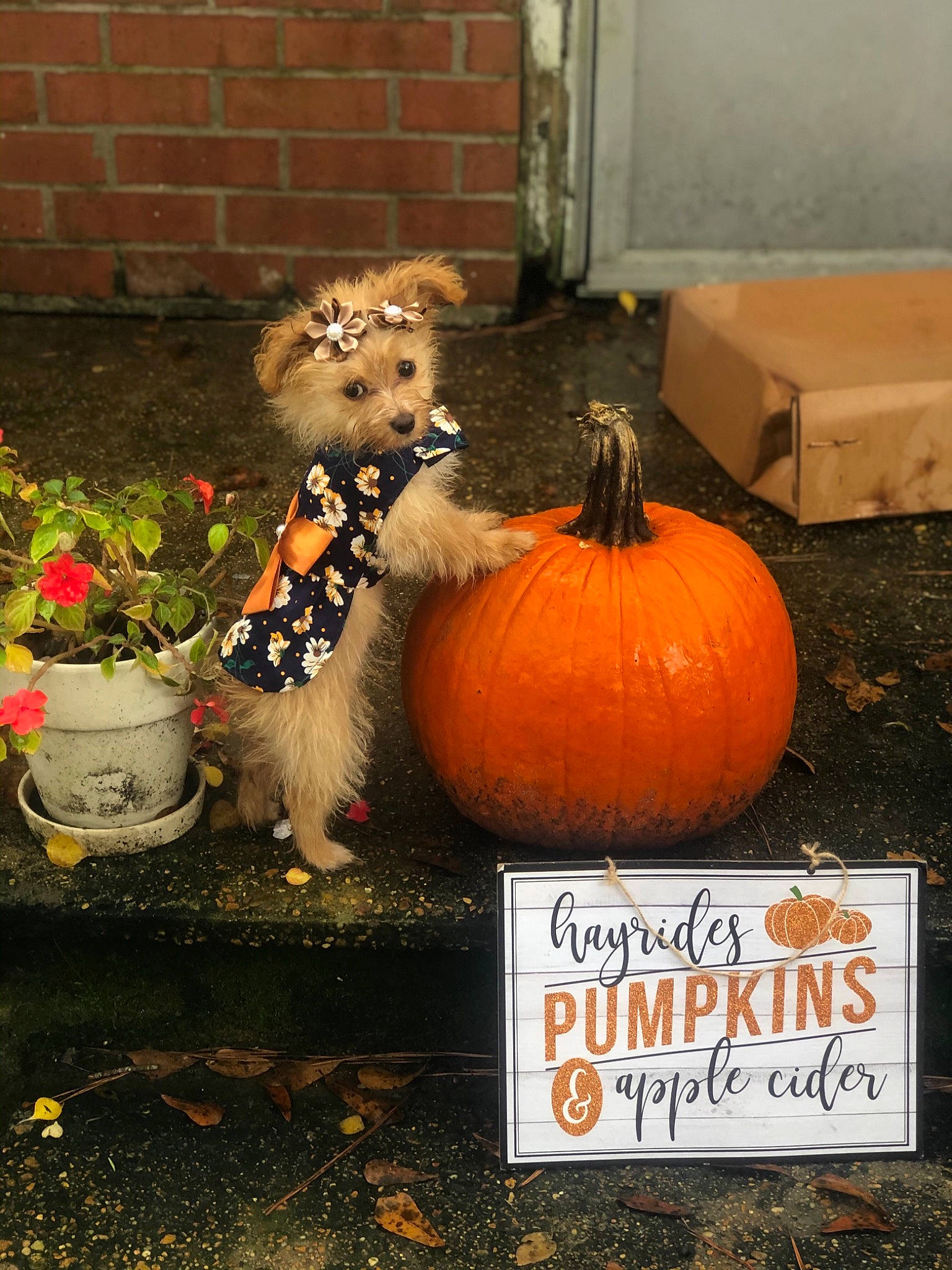 Amaya is registered to the contest to win money with this photo: calabaza, cucurbita, gourd, local_food, plant, pumpkin, trick_or_treat, vegetable, vegetarian_food, winter_squash