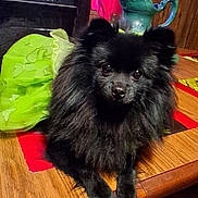 Trixie joined the competition — help win amazing prizes! dog, black_dog, green_dress, table, wooden_table, indoor, curtain, red_curtain, ceramic_pitcher, decor, pet, furniture, domestic, cozy, animal, fluffy, cute, relaxed, portrait, household