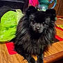 dog, black_dog, green_dress, table, wooden_table, indoor, curtain, red_curtain, ceramic_pitcher, decor, pet, furniture, domestic, cozy, animal, fluffy, cute, relaxed, portrait, household