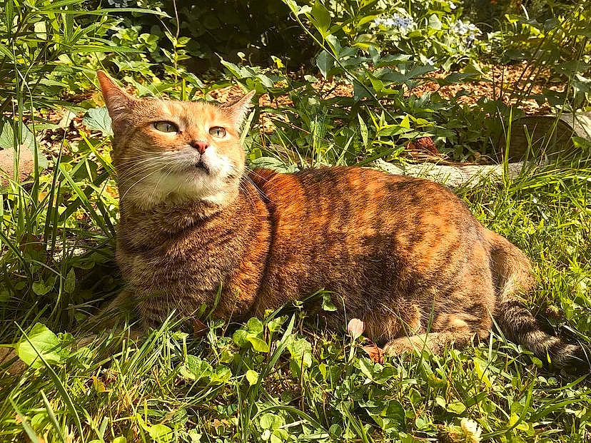 Aggie is registered to the contest to win money with this photo: carnivore, cat, domestic_short_haired_cat, eye, fawn, felidae, fur, grass, groundcover, natural_landscape, plant, small_to_medium_sized_cats, snout, tail, terrestrial_animal, tree, trunk, whiskers, wildlife