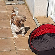 Lila Leon participe au concours pour gagner de l'argent avec cette photo : animal, blanket, companion, cute, daylight, dog, dog_bed, domestic_animal, fur, greenery, outdoor, patio, pet, plant_pot, relaxing, shadow, shih_tzu, small_dog, sunlight, tile_floor