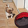 animal, blanket, companion, cute, daylight, dog, dog_bed, domestic_animal, fur, greenery, outdoor, patio, pet, plant_pot, relaxing, shadow, shih_tzu, small_dog, sunlight, tile_floor