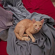 Hugo is registered to the contest to win money with this photo: cat, beige_cat, blanket, bed, red_bedspread, gray_blanket, feline, pet, indoor, resting, fur, ears, whiskers, floor, wooden_furniture, cozy, domestic_animal, animal, sleepy, relaxed