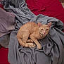 cat, beige_cat, blanket, bed, red_bedspread, gray_blanket, feline, pet, indoor, resting, fur, ears, whiskers, floor, wooden_furniture, cozy, domestic_animal, animal, sleepy, relaxed