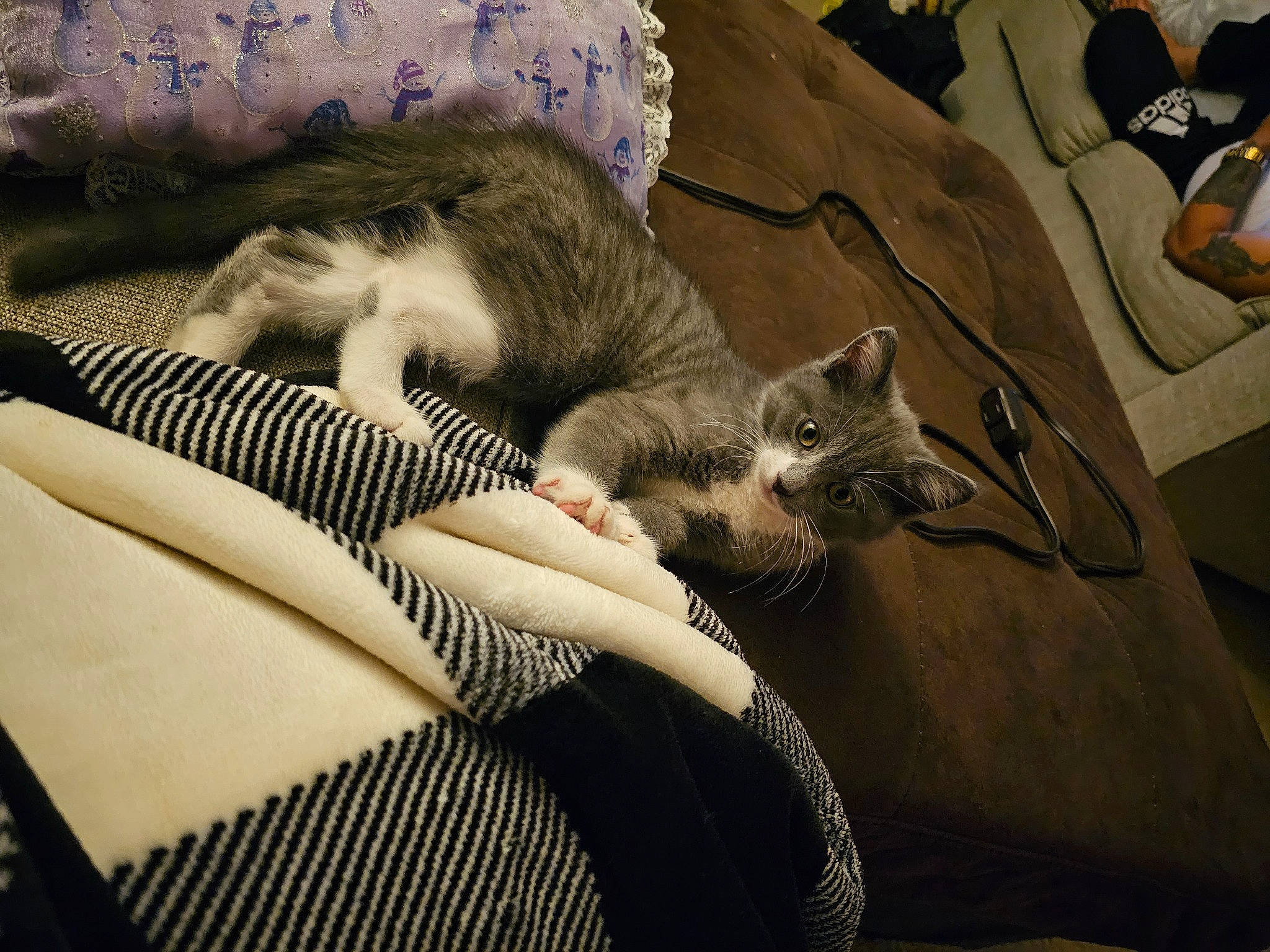 Smokie joined the competition — help win amazing prizes! canidae, carnivore, cat, claw, comfort, domestic_short_haired_cat, fawn, felidae, fur, grey, human_leg, lap, linens, nap, paw, sleep, small_to_medium_sized_cats, tail, whiskers, wildlife