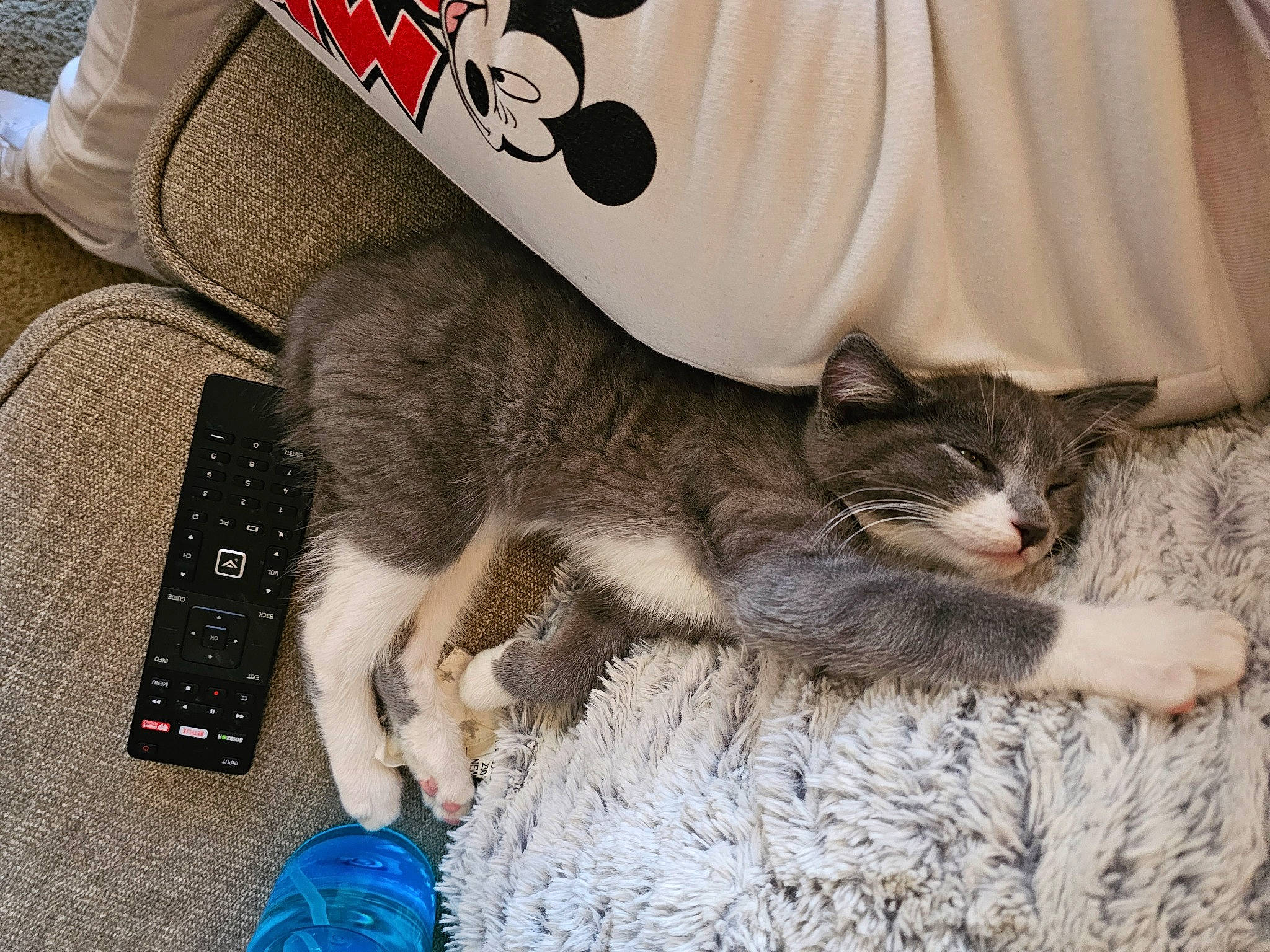 Smokie joined the competition — help win amazing prizes! bag, cap, carnivore, cat, claw, comfort, domestic_short_haired_cat, felidae, fur, grey, hat, linens, mat, nail, paw, small_to_medium_sized_cats, tail, terrestrial_animal, vertebrate, whiskers