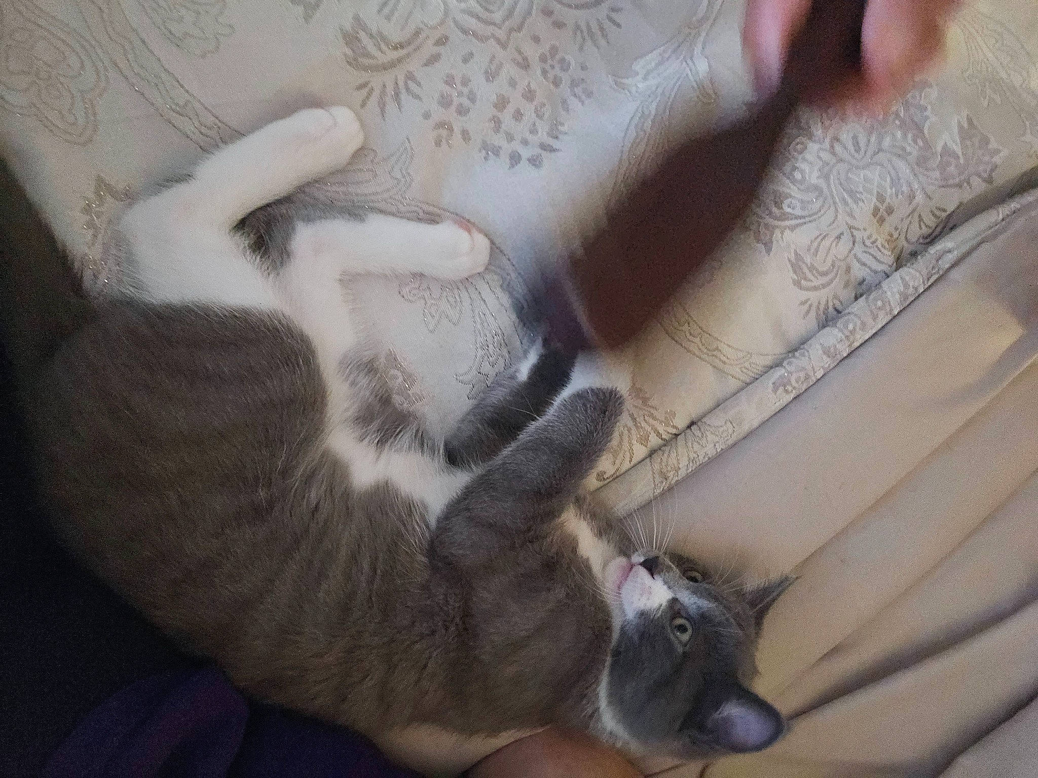 Smokie joined the competition — help win amazing prizes! art, carnivore, cat, comfort, domestic_short_haired_cat, felidae, finger, fur, gesture, grey, human_leg, linens, nail, pattern, paw, small_to_medium_sized_cats, tail, whiskers, wood, wrist