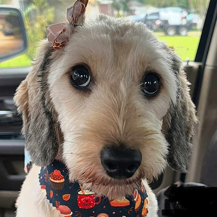 Lola is registered to the contest to win money with this photo: accessory, animal, bandana, bow, car_interior, closeup, cute, decorative, dog, ears, eyes, face, fluffy, fur, indoor, nose, pet, portrait, seat, window