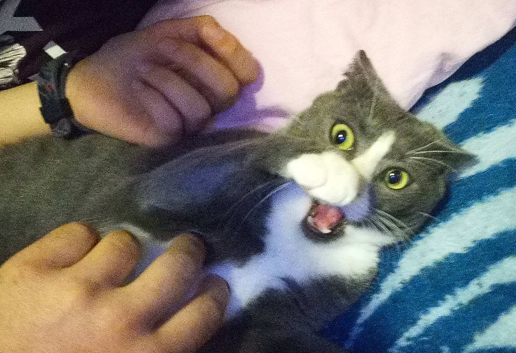 Pitchu a rejoint le concours — aidez-le/la à gagner de superbes lots ! carnivore, cat, claw, domestic_long_haired_cat, domestic_short_haired_cat, ear, european_shorthair, eye, felidae, finger, gesture, hand, kitten, nail, paw, polydactyl_cat, small_to_medium_sized_cats, whiskers