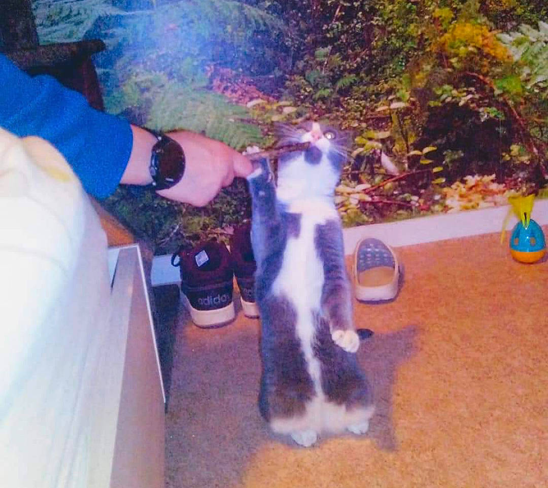 Pitchu participe au concours pour gagner de l'argent avec cette photo : canidae, carnivore, cat, dog_breed, felidae, fox_terrier, kitten, polydactyl_cat, small_to_medium_sized_cats, tail, whiskers