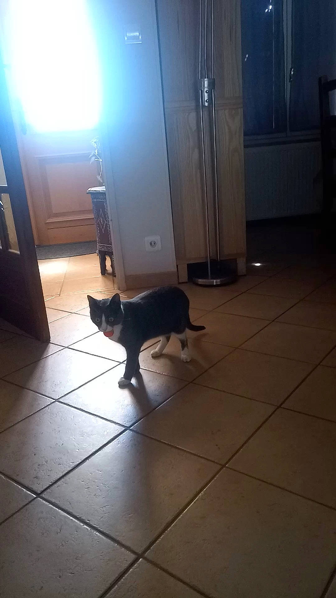 Pitchu participe au concours pour gagner de l'argent avec cette photo : canidae, carnivore, cat, dog, dog_breed, fawn, felidae, floor, flooring, guard_dog, hardwood, non_sporting_group, square, tail, tile, wood