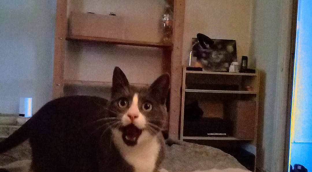 Pitchu a rejoint le concours — aidez-le/la à gagner de superbes lots ! aegean_cat, asian, carnivore, cat, domestic_short_haired_cat, european_shorthair, felidae, kitten, mammal, norwegian_forest_cat, ojos_azules, polydactyl_cat, small_to_medium_sized_cats, tabby_cat, vertebrate, whiskers, window