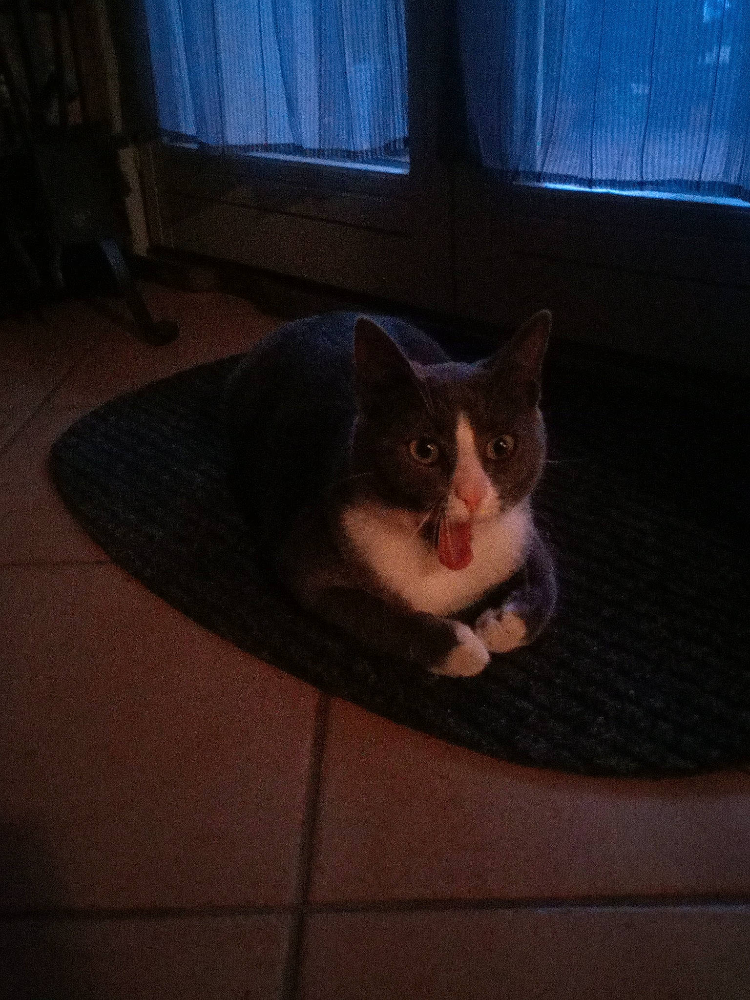 Pitchu participe au concours pour gagner de l'argent avec cette photo : carnivore, cat, domestic_short_haired_cat, ear, european_shorthair, eye, fawn, felidae, kitten, night, sky, small_to_medium_sized_cats, square, tail, whiskers, window