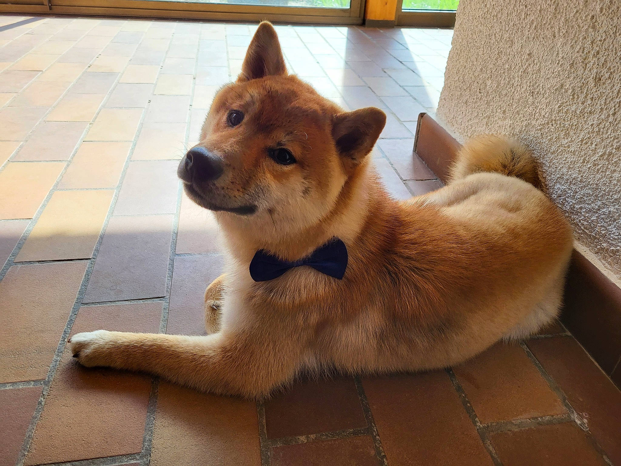 Tatsuo participe au concours pour gagner de l'argent avec cette photo : ancient_dog_breeds, canidae, carnivore, collar, companion_dog, dog, dog_breed, dog_supply, fawn, flooring, fur, non_sporting_group, pet_supply, snout, spitz, sporting_group, tail, terrestrial_animal, working_animal