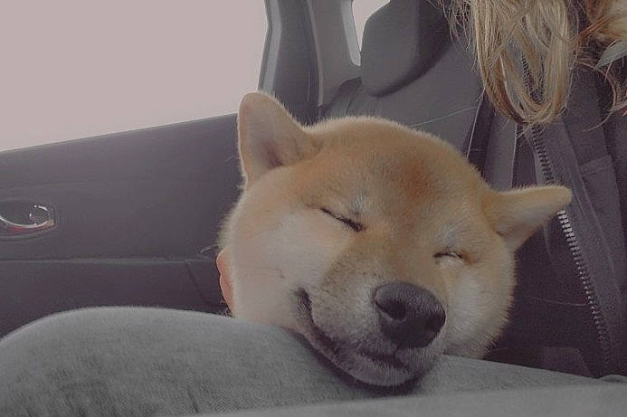 Tatsuo a rejoint le concours — aidez-le/la à gagner de superbes lots ! ancient_dog_breeds, carnivore, comfort, companion_dog, dog, dog_breed, fur, german_spitz_mittel, non_sporting_group, snout, spitz, tail, terrestrial_animal, tree, vehicle, whiskers, window, working_animal