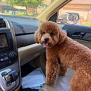Charlie is registered to the contest to win money with this photo: dog, poodle, brown, curly_fur, car_interior, car_seat, dashboard, gear_shift, side_mirror, window, sunlight, suburban, tree, house, pet, animal, happy, tongue_out, vehicle, seat
